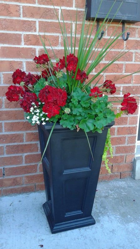 P88 Red Guzmania Plant To Hire 1 50m Tall Flower Available In Red Orange Yellow White Pink Oldacre