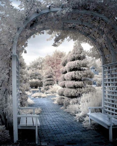 Magnificent front yard tree - have a look at our post for a whole lot