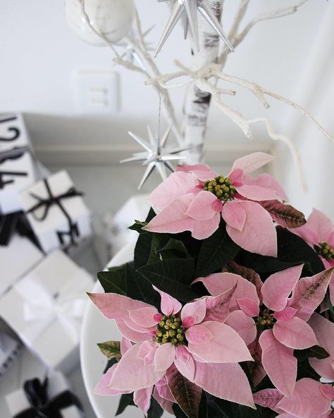 Rie Dvl On Instagram プリンセチア ユーフォルビアの新品種の プリンセチア プリンセスの様な華やかさと ポインセチアを組合わせて 名付けられたんだって モノトーンなクリスマスインテリアの 差し色としてもとっても可愛いよぉ Rie Dvl On Instagram プリンセチア ユーフォルビアの新品種の プリンセチア プリンセスの様な華やかさと ポインセチアを組合わせて 名付けられたんだって モノトーンなクリスマスインテリアの 差し色としてもとっても可愛いよぉ