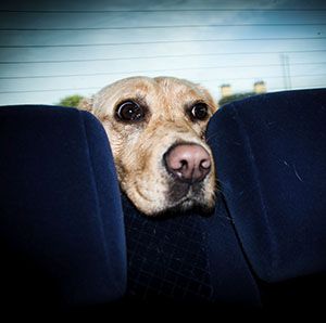 Motion Sickness Remedies For Dogs Car Sick Dog Sick Dog Dogs