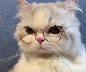 Cat Cute Gato Cat Cute Gato Baby Cats Funny Cat Wallpaper Cute Baby Cats