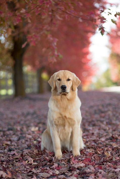 Pin De Gabi En Perros Perros Perros Golden Bebes Perros Cachorros