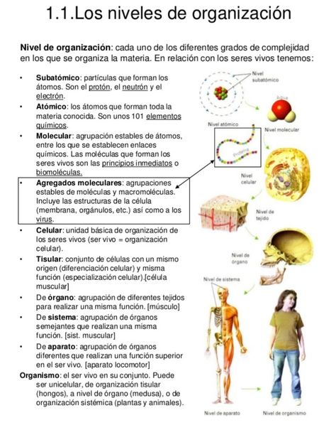 260 Ideas De Anatomia Y Fisiologia Anatomia Y Fisiologia Fisiología Anatomía