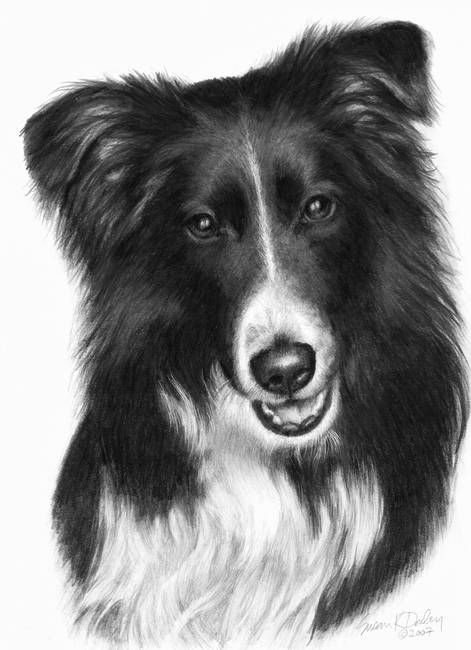 Memorial Portrait Of Malcolm Border Collie By Susan Donley