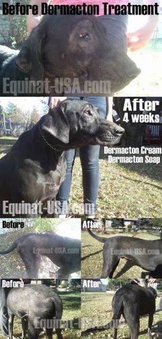Dog Yeast Infection Skin Allergy Treatment With Natural Dog Yeast Infection Skin Allergy Treatment With Natural Dermacton Dogs