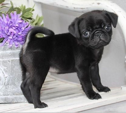 Obtain Wonderful Tips On Pug Puppy They Are Actually Accessible