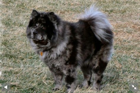 Merle Chow Fluffy Dogs Rare Dog Breeds Dog Breeds