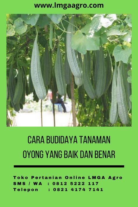 Budidaya Tomat Diamona F1 Cap Kujang 08125222117 Wa Sms Lmga Agro Tomat Diamona F1 Idaman Petani Indonesia Cocok Ditanam Di Menanam Tanaman Tomat Gemini