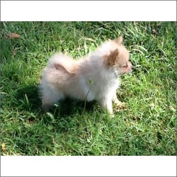 Teacup Pomeranian Puppies Pomeranian Dogs Pomeranian Puppy