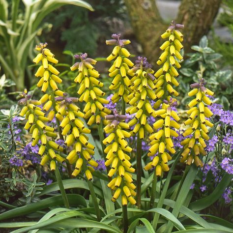 Proven Winners Colorchoice Plant Of The Week Plant Of The Week