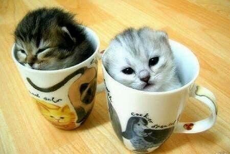 A Perfect Perk Up Better Than Coffee Cutecatsandkittensfunny