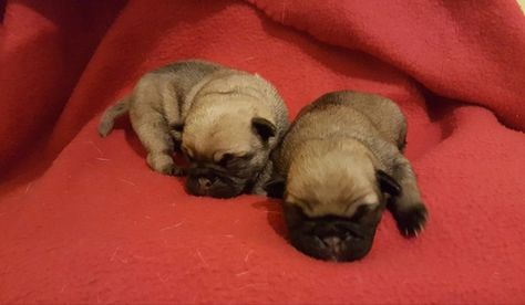 Pug Puppy For Sale In Cleburne Tx Adn 24592 On Puppyfinder Com