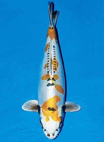 Kin Kikokuryu Koifishcolors 鯉 金魚 魚 Kin Kikokuryu Koifishcolors 鯉 金魚 魚