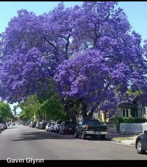 1 PLANT Jacaranda mimosifolia GLICINE VIOLET FLOWER garden rare no gardenia aloe