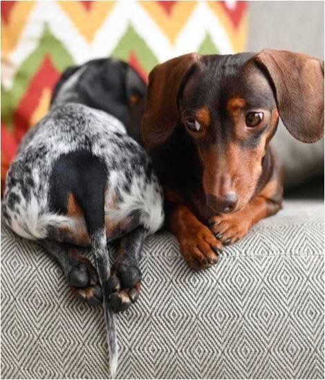 10 Best Ways To Celebrate National Dog Day Dachshund Dog