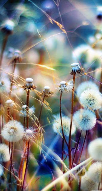 Hình nền hoa bồ công anh tuyệt đẹp cho điện thoại - Quantrimang.com | Nature photography flowers, Flowers photography, Beautiful flowers photos Hình Nền Hoa Bồ Công Anh Tuyệt Đẹp Cho Điện Thoại - Quantrimang.Com | Nature Photography Flowers, Flowers Photography, Beautiful Flowers Photos