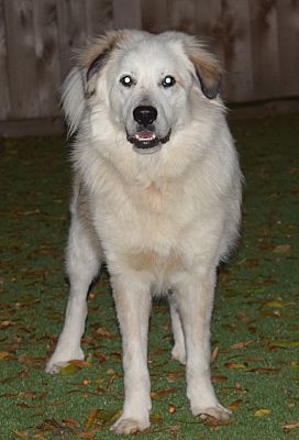 Schaumburg Il Great Pyrenees Meet Myles A Pet For Adoption