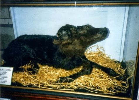 68 Walter Potter Taxidermy ideas | taxidermy, anthropomorphic, animals Walter Potter Squirrels