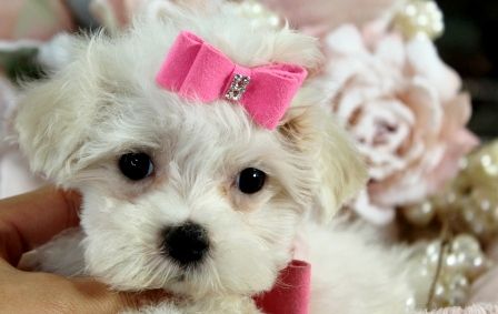 maltese teacup puppies for sale we ship very safe easy financing available visit teacup puppies for sale teacup puppies maltese maltese puppies for sale