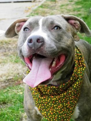 Pin On Pitbull Terrier Dogs