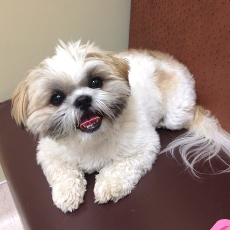 Shihtzu Dogs Have The Most Wonderful Personalities They Are Just