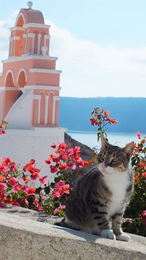 Santorini 53
