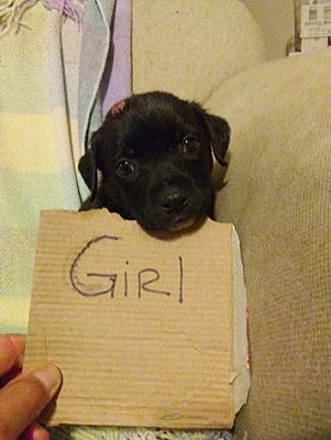 American Pitbull Puppies For Adoption American Pitbull Puppies Pitbull Puppies For Adoption Pitbull Puppies