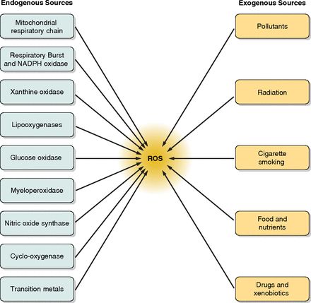 reactive oxygen species