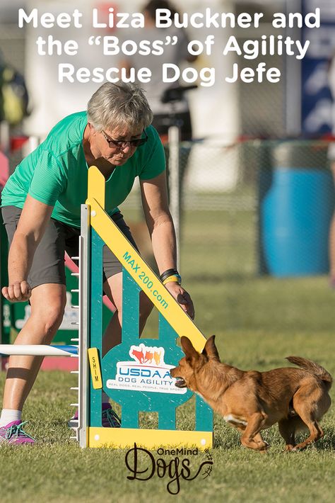 Rescue Dog Jefe Is Boss At Agility Rescue Dogs Agile Dog Agility