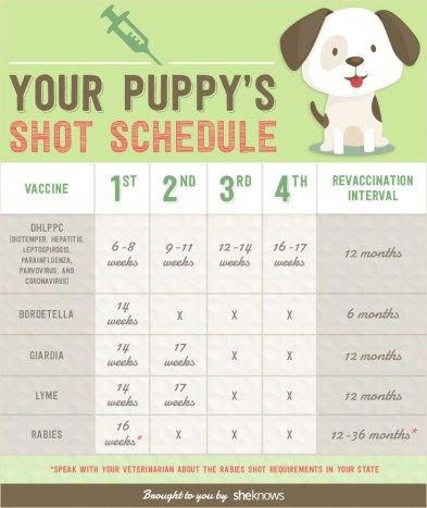 Do You Know When You Should Groom Your Dog Dog Health Tips