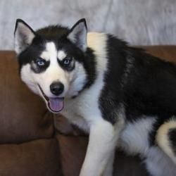 Colorado Springs Co Husky Meet Apache A Pet For Adoption