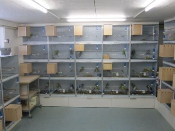 aviary apartments