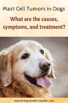 Symptoms Causes And Treatment Of Mass Cell Tumors In Dogs