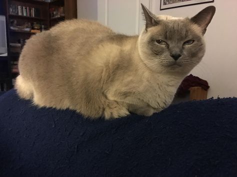 displeased with the new second cat loaf catloaf pinterest cat displeased with the new second cat loaf catloaf pinterest cat