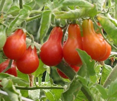 Red Pear Organic Heirloom Tomato Seeds Tomatofest Red Pear Heirloom Tomato Seeds Tomato Seeds