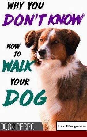 How To Train A Dog To Stop Biting Hands And Pics Of Dog Training