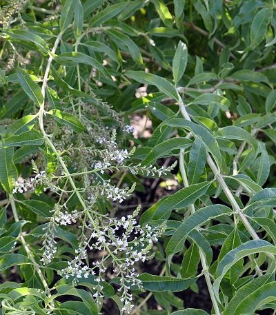 10 Lemony Herbs Growing Tips Ideas Lemon Grass Herbs Lemon Balm