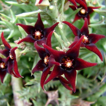 Orbea Semitubiflora Orbea Caralluma Les Cicegi Les Kaktusu Stapelia 30 54 Tl Sukulent Cicek Bi Tki