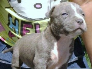 Blue Pitbull Puppies Columbus Ohio