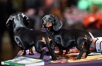 A Pair Of Smooth Haired Miniature Dachshunds During Day One Of
