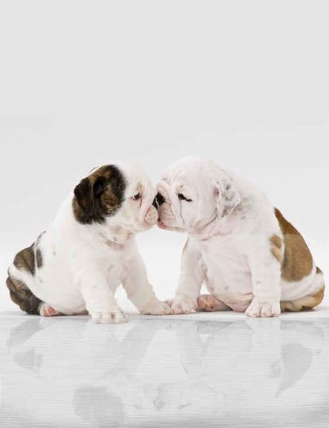 3 Minipet Online Pet Boutique Is A Melbourne Based For Small