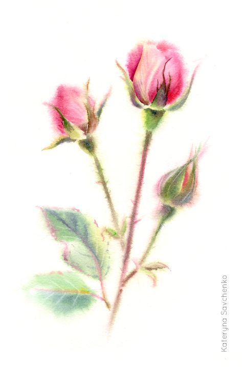 Bouquet De Roses A L Aquarelle Par Valentine Aquarelle Val Tine