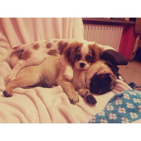 Dog Love Cavalier King Charles Spaniel Pug Dog Love King