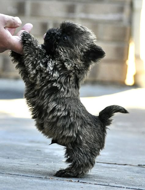 Beautiful Cairn Terrier Puppies As Pet Cairn Terrier Puppies