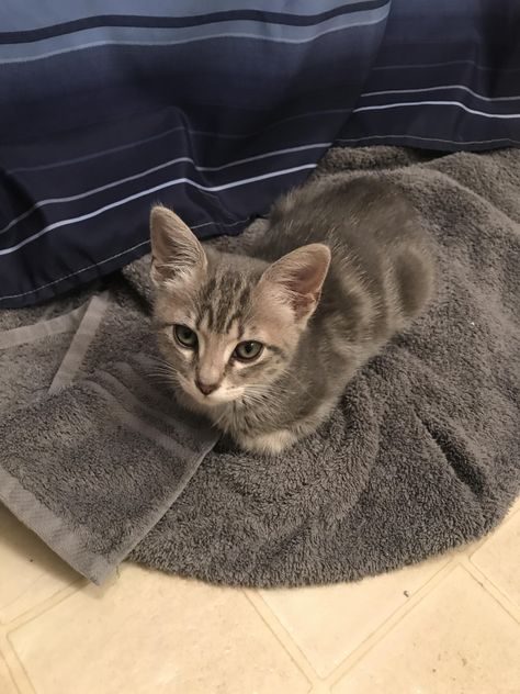 displeased with the new second cat loaf catloaf pinterest cat displeased with the new second cat loaf catloaf pinterest cat