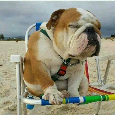 Oh Yeah Anjelina Joley Babyeeeee Dogs Bulldog