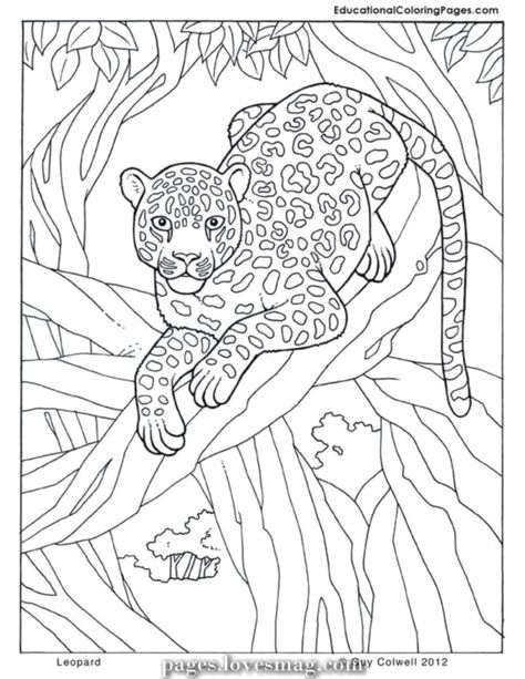 78 Wild Animals Coloring Sheets ideas | coloring pages, coloring sheets