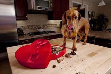 Most Dog Owners Are Aware That Chocolate Is A Big No No For Dogs