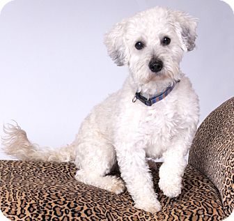 Pictures Of Tito A Lhasa Apso X2f Poodle Miniature Mix For