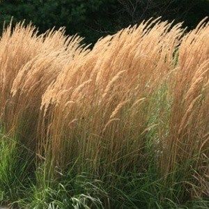 Incredible Perennial Plants And Flowers For Mixed Borders
